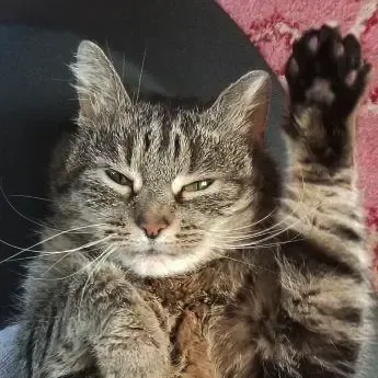 Miss Sally Cat's Portrait