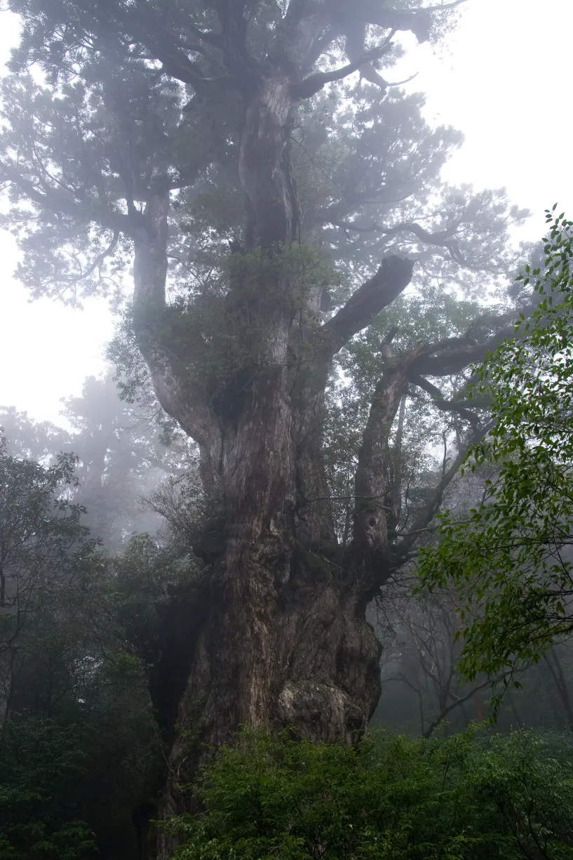 Jōmon Sugi, Yakushima, Kagoshima Prefecture, Japan.